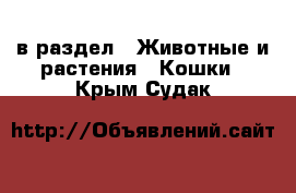  в раздел : Животные и растения » Кошки . Крым,Судак